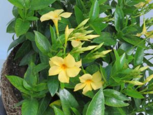 Mandevilla ‘Sun Parasol Sunbeam’ (Sun-Fire Nurseries)