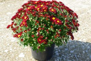 Mum 'Rihanna Red' (Syngenta Flowers, Mast Young Plants)