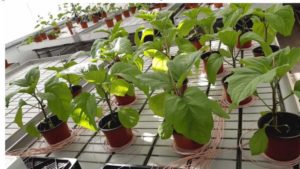 Are Your Plants Hungry or Thirsty? New Tech Helps You Tap In
