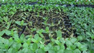 Tips on Keeping Greenhouse Seed Pathogen-Free