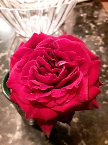 Rose Brindabella ‘Crimson Knight’ (Sun-Fire Nurseries)