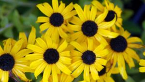 How This Year’s Summer Field Trials Will Focus on Award-Winning Varieties