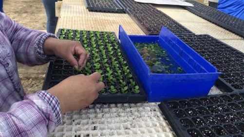 A Fun and Useful Way to Maximize Manual Transplanting