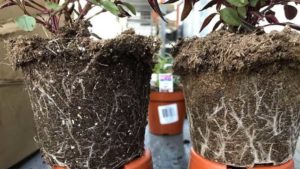 Learn How to Run a Growing Media Trial at Your Greenhouse