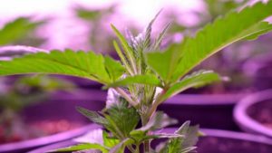 New Protein Surfactant Could Help Cannabis Growers Boost Yields, Quality