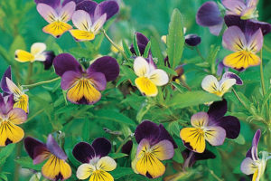 Viola (Garden of Joy)
