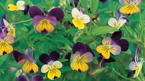 Burpee Releases 2021 GardenCast Gardening Trends [Slideshow]