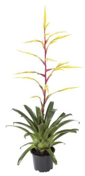 Vriesea ‘Happy Yellow’ (Corn. Bak B.V.)