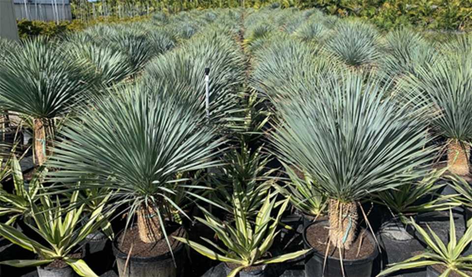 Yucca rostrata Collection (Botanics Wholesale, Inc.)