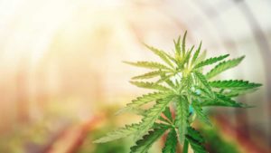 Good News for Growers: The SAFE Banking Act Is Back