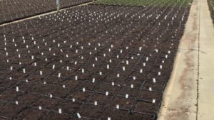 Take a New Look at Short-Day Growing Your Ornamentals