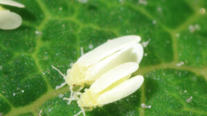 Quick Guide To 10 of the Worst Greenhouse Pests