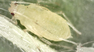 Northeast Greenhouse Conference Will Offer Educational Sessions on Cannabis