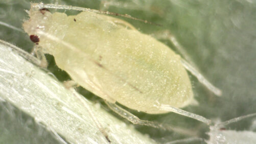 Northeast Greenhouse Conference Will Offer Educational Sessions on Cannabis