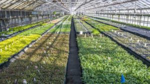 The Value of Comparing Historical Performance in Your Greenhouse