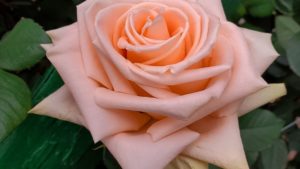 Danzinger Launches New 2022 Plant Catalog