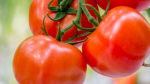 Ontario Greenhouse Grower Plans for Expansion