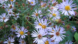 Why More Gardeners are Starting to Grow Native Plants