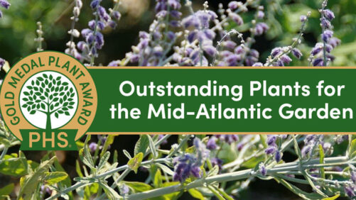 Pennsylvania Horticultural Society Announces Its Gold Prize Winners for 2021 [Slideshow]