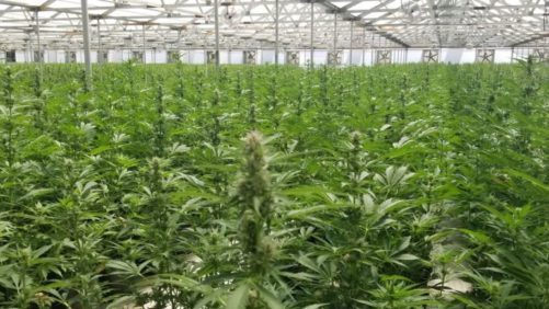 Cannabis Autoflower Trait on Path to Commercialization