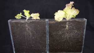An Update on Biological Products for Greenhouse Lettuce Growers