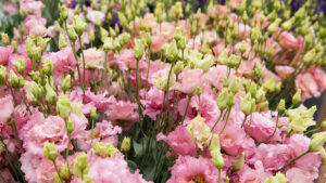 Tips on How To Grow Lisianthus Cut Flowers