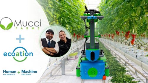 Mucci Farms Implements New IPM and Yield Assessment Tool