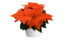 New Poinsettia Catalog From Selecta One Now Available