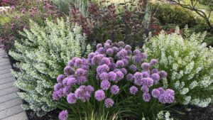 Introducing the Perennial Plant of the Year for 2021
