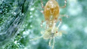 How to Prevent Hemp Mites From Entering Your Greenhouse