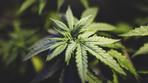 Cracking the Code of Cannabis Genetics