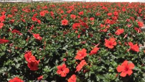 Aris Horticulture Turns 100 Years Young