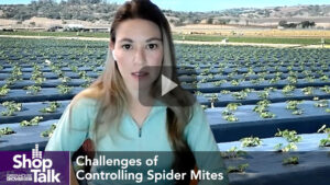 How Scouting Can Help Prevent Spider Mites From Exploding in Your Greenhouse