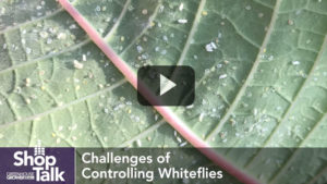Why It’s Important to Be Proactive in Managing Whiteflies