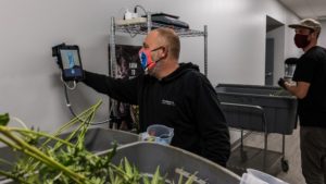 New Touchless Cannabis Harvesting System Now Available