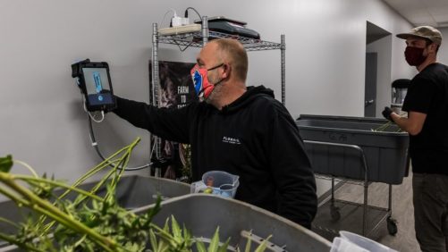 New Touchless Cannabis Harvesting System Now Available