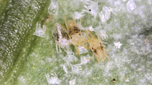 Who Will Win? Artificial Intelligence vs. the Two-Spotted Spider Mite