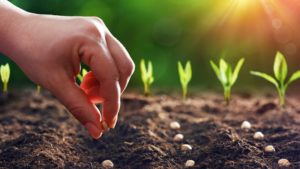 USDA Clarifies Rules for Buying Seeds Online