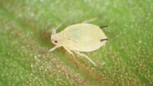 Buglady Earns Kudos for Her Work in Biocontrols