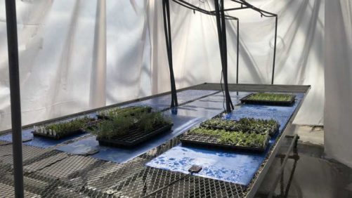 Ways To Find Optimal Propagation Inputs for Difficult-To-Root Perennials