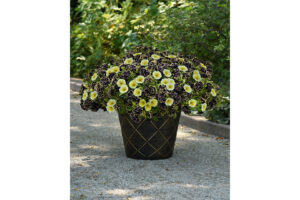<i> Petunia </i> ‘Bee’s Knees’ (Ball FloraPlant) 