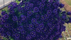 Tips for Growing Campanula From Plug To Finish