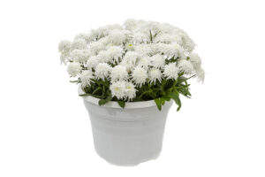 Leucanthemum ‘Double Angel’ (Green Fuse Botanicals)  