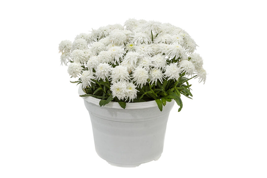 Leucanthemum ‘Double Angel’ (Green Fuse Botanicals)  