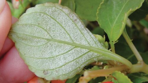 Need Fungicides? Corteva and FMC Partner for Early Order Program