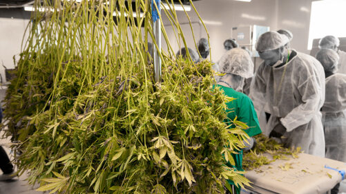 Lightshade, Resource Innovations, and Cascade Energy Work on New Cannabis Energy Program