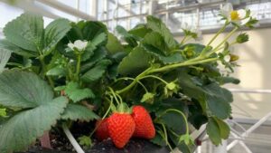 From Planting To Harvesting: The Basics of Indoor Strawberry Production