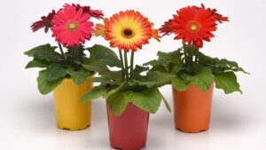 Why Indoor Plant Sales Will Remain Strong in 2021