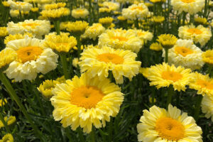Leucanthemum ‘Realflor Real Goldcup’ (<i>Southern Living</i> and Sunset Western Plant Collections)  