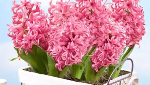 Is There a Bulb Shortage? The National Garden Bureau Investigates